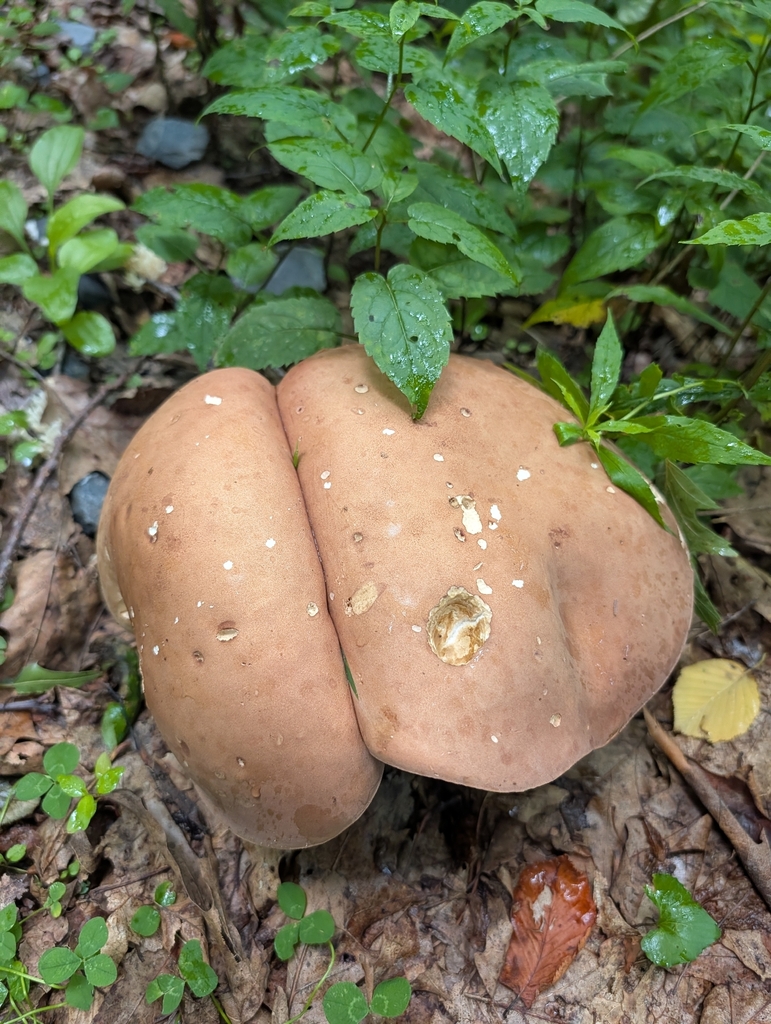reddish brown bitter bolete · July 2026 · photo: Photo: (c) James Weaver, some rights reserved (CC BY) · iNaturalist