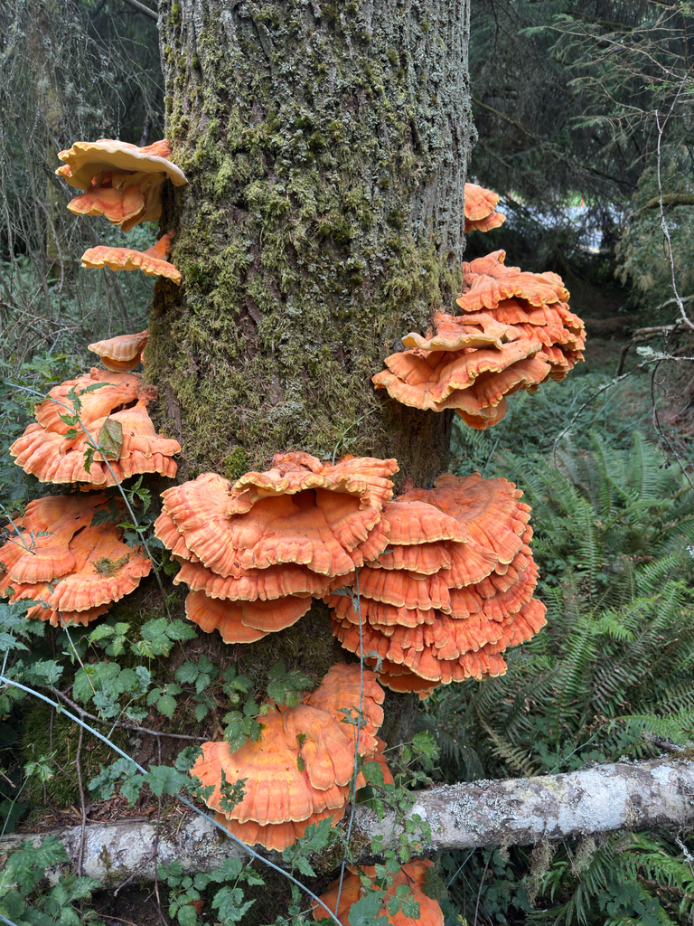 Conifer Chicken of the Woods · July 2026 · photo: Photo: (c) Mark Stluka, some rights reserved (CC BY) · iNaturalist