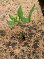 Closterotomus