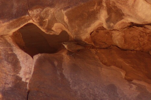 Nevada Canyon Wren
