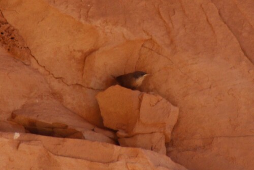 Nevada Canyon Wren