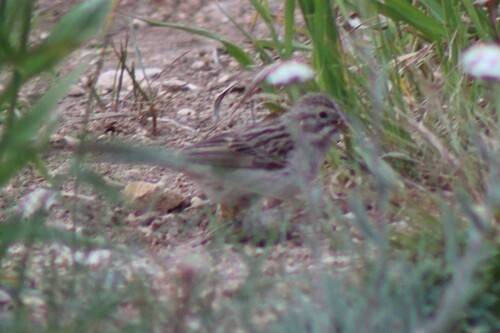 Timberline Sparrow