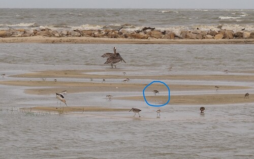 iNaturalist image
