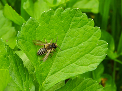 Andrena flavipes