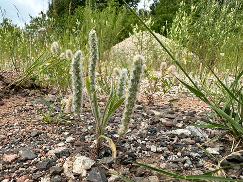 Woolly Plantain
