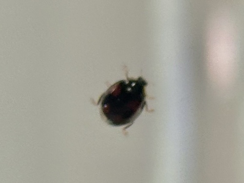 Sigil Lady Beetles