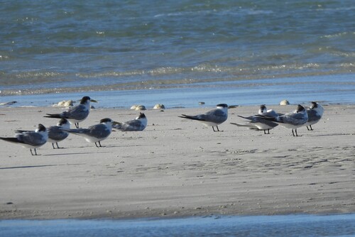 iNaturalist image