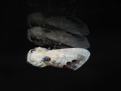 Phalera flavescens
