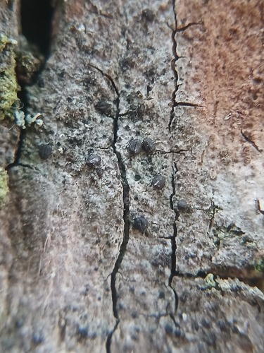 Amandinea punctata