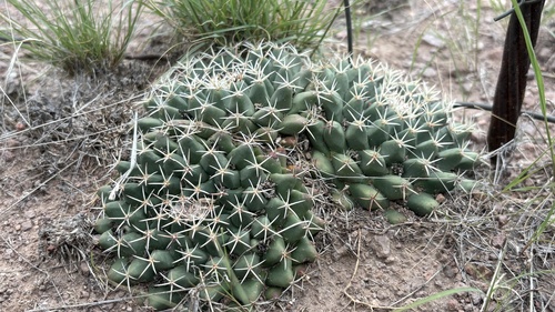 little nipple cactus