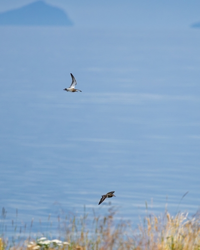 iNaturalist: (c) Esko Uski, some rights reserved (CC BY-NC), uploaded by Esko Uski iNaturalist image