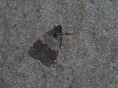 Hydrillodes nilgirialis