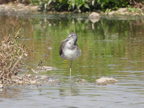 iNaturalist image