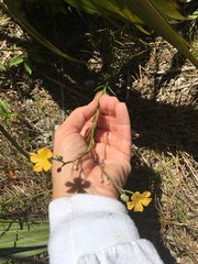 Linum carteri carteri