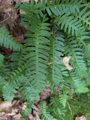 Polypodium appalachianum, photograph 2