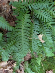 Polypodium appalachianum, photograph (c) James Weaver, some rights reserved (CC BY)