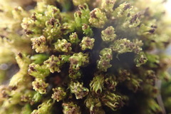 Plenogemma phyllantha