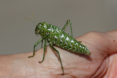 Physemacris variolosa