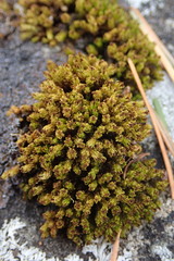 Plenogemma phyllantha