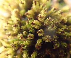 Plenogemma phyllantha