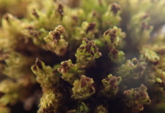 Plenogemma phyllantha