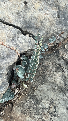 Hybrid Cloakfern