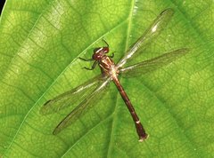 Heliogomphus scorpio