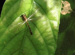 Heliogomphus scorpio
