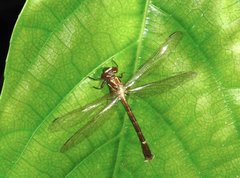 Heliogomphus scorpio