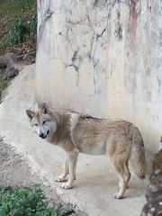 Canis lupus filchneri