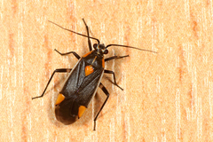 Capsodes flavomarginatus