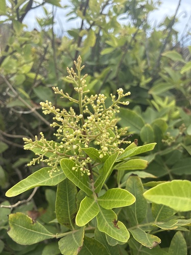 Schinus terebinthifolia observed 2026-07-25
