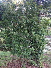 Cryptocarya triplinervis pubens