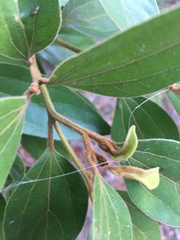 Cryptocarya triplinervis pubens