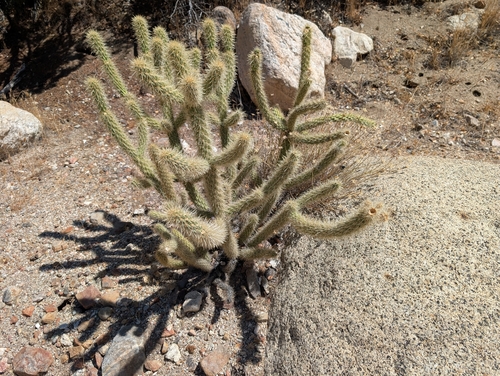 Cylindropuntia ganderi, photograph 6