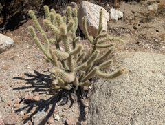 Cylindropuntia ganderi, photograph (c) Sergey, some rights reserved (CC BY)