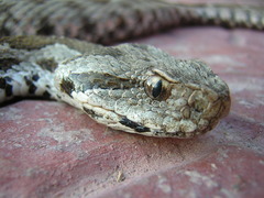 Montivipera xanthina