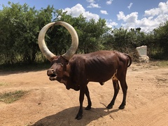 Bos indicus × taurus