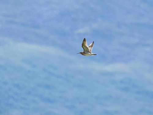 iNaturalist image
