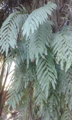 Phlebodium decumanum