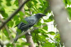 Edolisoma tenuirostre