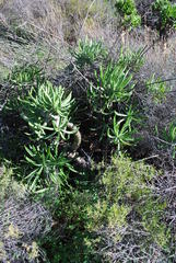 Tylecodon paniculatus × wallichii