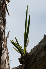 Dendrobium canaliculatum