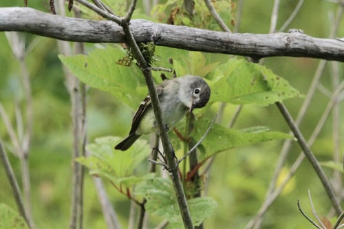 Least Flycatcher