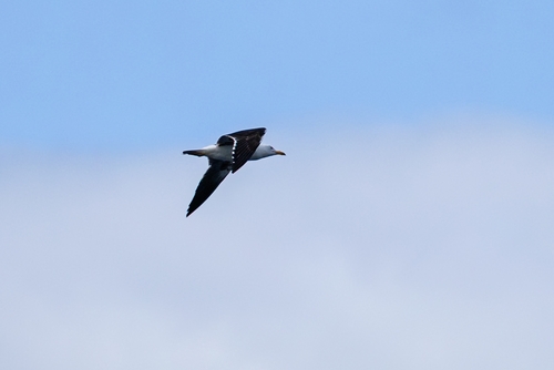 Lesser Black-backed Gull
