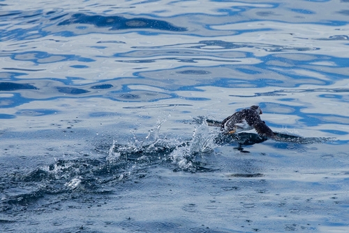 Atlantic Puffin