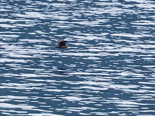 Parasitic Jaeger