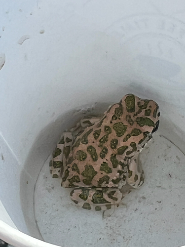 Green Toad