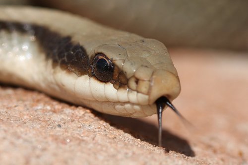 Eastern Patch-nosed Snake