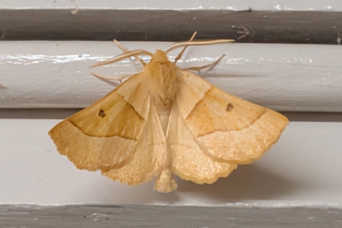 Scalloped Oak